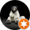 Daniel Looper Avatar
